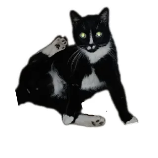 🐱 emoji Roma Telegram sticker 15 of 72