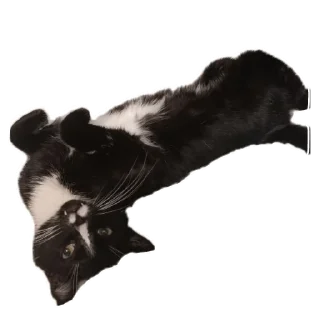 🐱 emoji Roma Telegram sticker 19 of 72