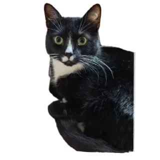 🐱 emoji Roma Telegram sticker 17 of 72