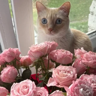 💐 emoji Сын Telegram sticker 23 of 35