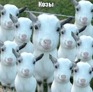 🐐 emoji привіт ти коза Telegram sticker 5 of 17
