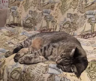 😺 emoji Надо бы да Telegram sticker 16 of 33