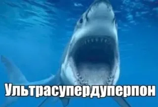 🦈 emoji Пон Telegram sticker 6 of 13