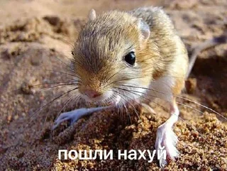 🖕 emoji я тебя люблю Telegram sticker 24 of 34