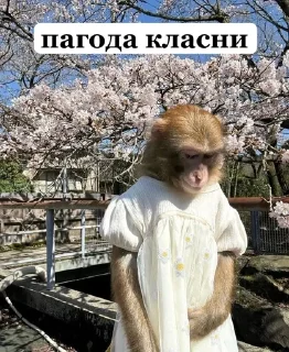 🌟 emoji Mymoon 2🐒 Telegram sticker 10 of 80