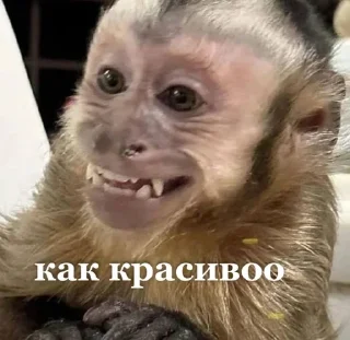 🌟 emoji Mymoon 2🐒 Telegram sticker 20 of 80