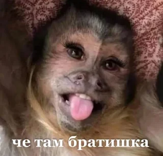 🌟 emoji Mymoon 2🐒 Telegram sticker 18 of 80