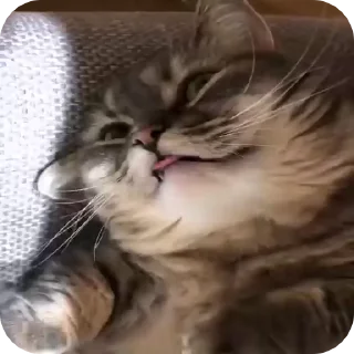 👅 emoji КОКОА Telegram sticker 12 of 17