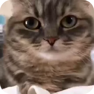 🍥 emoji КОКОА Telegram sticker 17 of 17