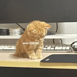 😕 emoji Котячьи пикчи @nastikxx00 Telegram sticker 22 of 103