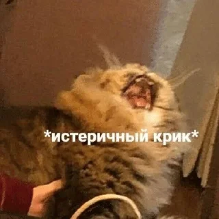 😩 emoji Котячьи пикчи @nastikxx00 Telegram sticker 10 of 103