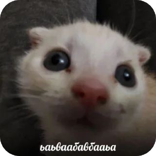 🫥 emoji Кеты мемы Telegram sticker 6 of 30
