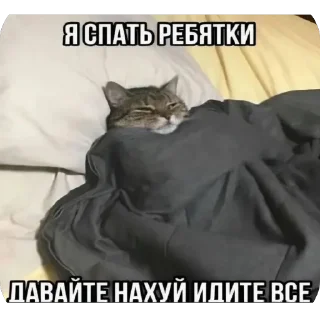 🫥 emoji Кеты мемы Telegram sticker 20 of 30