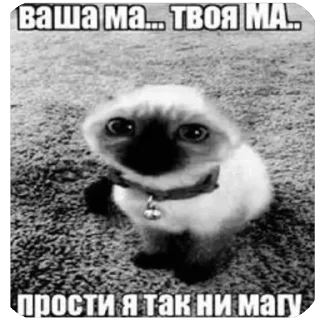 🫥 emoji Кеты мемы Telegram sticker 15 of 30