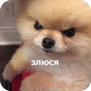 🐶 emoji ❦ Telegram sticker 24 of 24