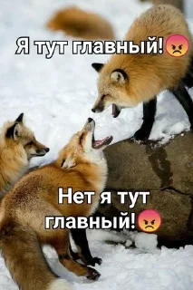😠 emoji Лиса Telegram sticker 16 of 68