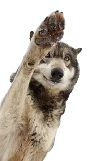 😉 emoji Wolf @stickersb2b Telegram sticker 12 of 16