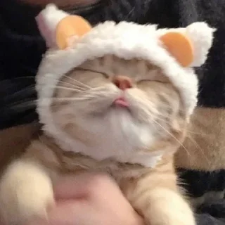 🥺 emoji мяу мяу кить Telegram sticker 16 of 58
