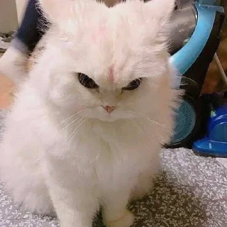 😡 emoji мяу мяу кить Telegram sticker 15 of 58