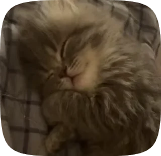 🐈 emoji Kittyy Telegram sticker 6 of 46