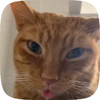 🐈 emoji Kittyy Telegram sticker 11 of 46