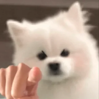 🫵 emoji чубрики Telegram sticker 7 of 18