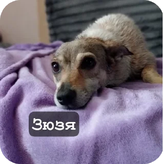 🐶 emoji Май бебі Telegram sticker 12 of 19
