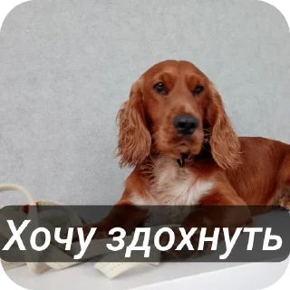 🐶 emoji Май бебі Telegram sticker 16 of 19