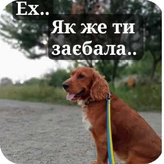 🐶 emoji Май бебі Telegram sticker 15 of 19