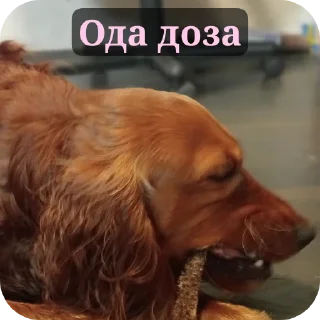 🐶 emoji Май бебі Telegram sticker 13 of 19