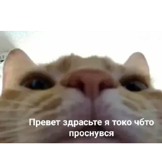 Sticker from взлом жопы