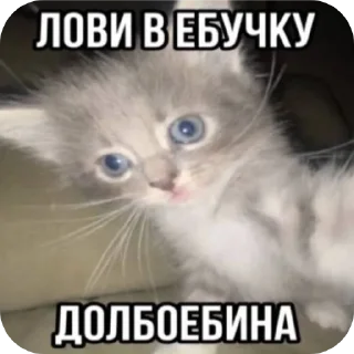 🐱 emoji @revme Telegram sticker 19 of 70