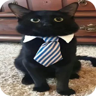 🐱 emoji @revme Telegram sticker 24 of 70