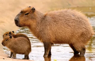 Sticker from Capybara