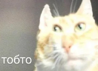 😳 emoji Мемчіки з Шерлоком Telegram sticker 18 of 120