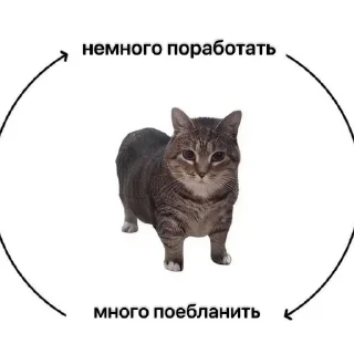 🐱 emoji ааа блять я злой нахуй Telegram sticker 21 of 57
