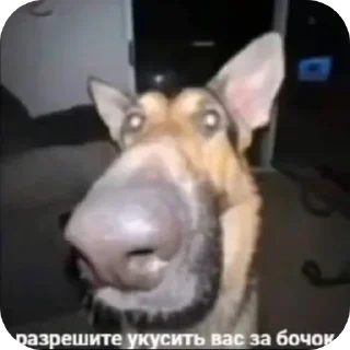 🐶 emoji ааа блять я злой нахуй Telegram sticker 20 of 57
