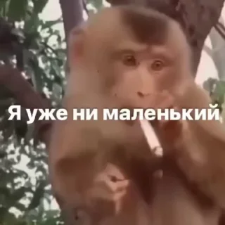 🚬 emoji От @supers_bibizyanos Telegram sticker 5 of 50