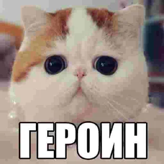 Sticker from ЕБАНЫЕ НАРКОМАНЫ