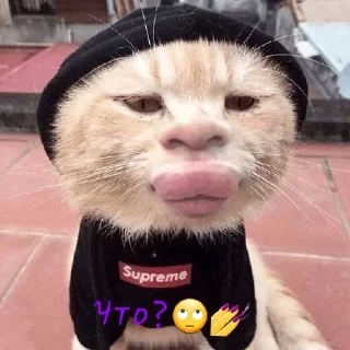 🌟 emoji Котята Telegram sticker 5 of 15