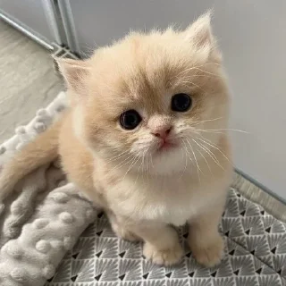 🌟 emoji котяяяятки Telegram sticker 7 of 61