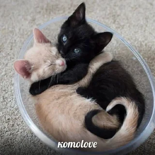 ❤️ emoji Кэт😽💗 Telegram sticker 12 of 32