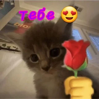 🌟 emoji Котята Telegram sticker 12 of 15