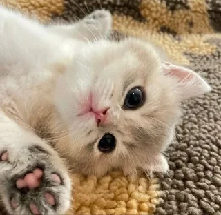 🌟 emoji котяяяятки Telegram sticker 23 of 61