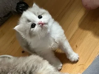 🌟 emoji котяяяятки Telegram sticker 5 of 61