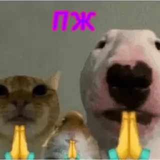 🌟 emoji Котята Telegram sticker 15 of 15