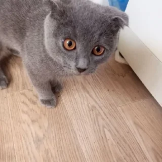 🌟 emoji боня мой Telegram sticker 18 of 64