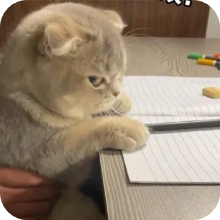 Sticker from MEOW