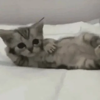 😻 emoji Милый пак Telegram sticker 21 of 108