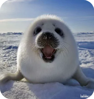 🌟 emoji тюлен😀 Telegram sticker 6 of 10